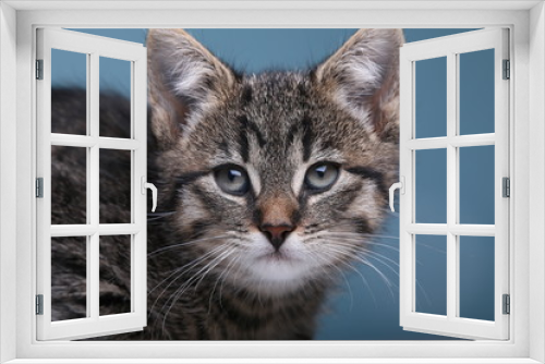Fototapeta Naklejka Na Ścianę Okno 3D - Beautiful little striped cat