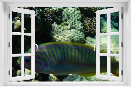 Fototapeta Naklejka Na Ścianę Okno 3D - Beautiful tropical fish, Utopia resort, Marsa Alam, Egypt