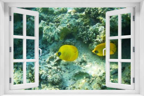 Fototapeta Naklejka Na Ścianę Okno 3D - Beautiful tropical fish, Utopia resort, Marsa Alam, Egypt