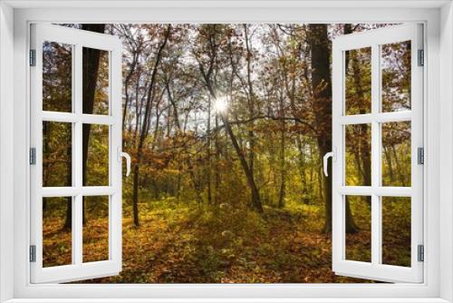Fototapeta Naklejka Na Ścianę Okno 3D - Herbstlicher Wald im Elsass bei Erstein