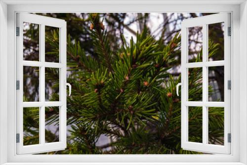 Fototapeta Naklejka Na Ścianę Okno 3D - Green spruce branch on a blurry background in natural light.