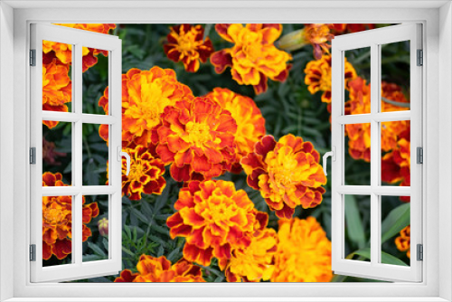 Fototapeta Naklejka Na Ścianę Okno 3D - Flowering marigolds close-up.