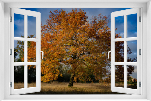 Fototapeta Naklejka Na Ścianę Okno 3D - Autumn tree