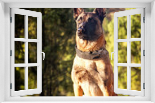 Fototapeta Naklejka Na Ścianę Okno 3D - Belgian shepherd Malinois dog