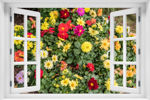 Fototapeta Naklejka Na Ścianę Okno 3D -  Daisy chrysanthemum 2019 Chrysanthemum Exhibition, Lin Guantun, Taipei, Taiwan