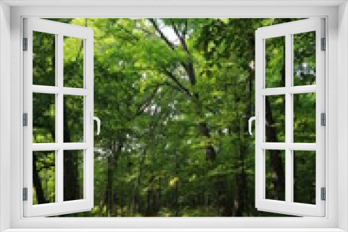 Fototapeta Naklejka Na Ścianę Okno 3D - Nature Forest
