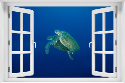 Fototapeta Naklejka Na Ścianę Okno 3D - 交尾するアオウミガメ