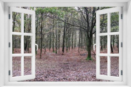 Fototapeta Naklejka Na Ścianę Okno 3D - trees in the woods 