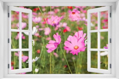 Fototapeta Naklejka Na Ścianę Okno 3D - Beautiful pink cosmos flower in field