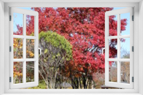 Fototapeta Naklejka Na Ścianę Okno 3D - 千秋公園の紅葉