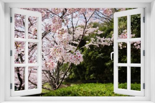 Fototapeta Naklejka Na Ścianę Okno 3D - blooming cherry tree