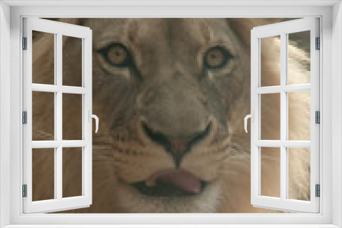 Fototapeta Naklejka Na Ścianę Okno 3D - Close up of a male Lion