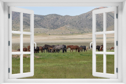 Fototapeta Naklejka Na Ścianę Okno 3D - Wild Horses in Spring in the Utah Desert