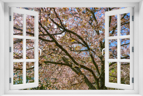 Fototapeta Naklejka Na Ścianę Okno 3D - Cherry blossom (hanami) in Nara, Japan