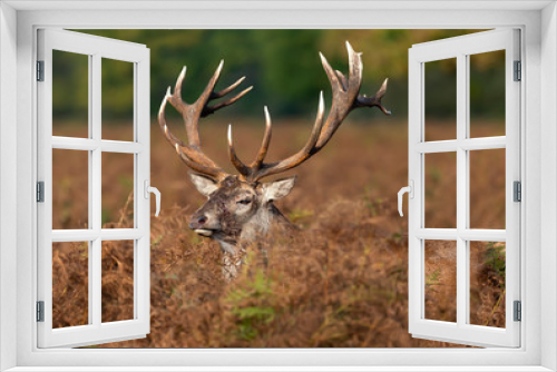 Fototapeta Naklejka Na Ścianę Okno 3D - Close-up of an injured red deer stag