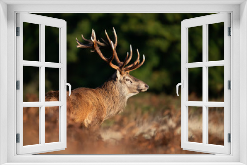 Fototapeta Naklejka Na Ścianę Okno 3D - Close up of a red deer stag during rutting season