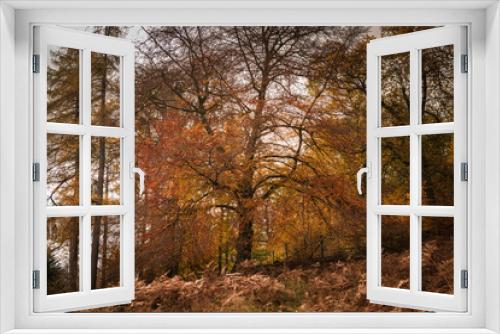 Fototapeta Naklejka Na Ścianę Okno 3D - Colourful image of autumnal trees through Glen Lyon in Perth and Kinross, Scotland