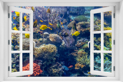 Fototapeta Naklejka Na Ścianę Okno 3D - coral reef scenery