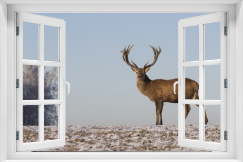Fototapeta Naklejka Na Ścianę Okno 3D - Winter wildlife landscape with noble deers Cervus Elaphus. Deer with large Horns