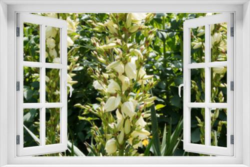 Fototapeta Naklejka Na Ścianę Okno 3D - Hampe florale de Yucca superbe (Yucca gloriosa)
