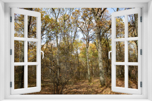 Fototapeta Naklejka Na Ścianę Okno 3D - Autumn forest with pine birch oak trees in sunny evening