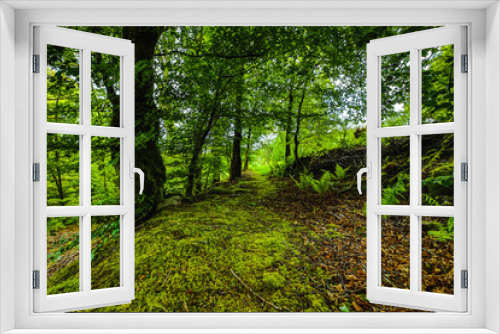 Fototapeta Naklejka Na Ścianę Okno 3D - Picturesque landscape of a mountain forest with traditional nature of Scotland.