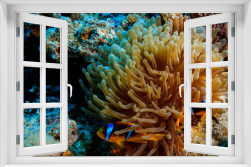 Fototapeta Naklejka Na Ścianę Okno 3D - Anemone fish and Coral reef at the Red Sea, Egypt