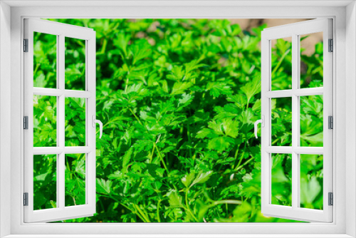 Fototapeta Naklejka Na Ścianę Okno 3D -  Fresh green parsley growing in the garden