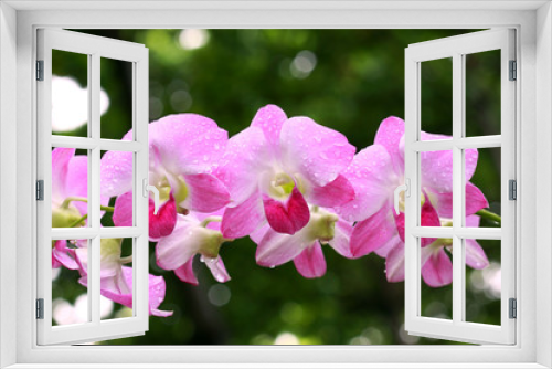 Fototapeta Naklejka Na Ścianę Okno 3D - a group of pink orchids