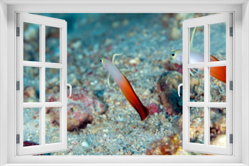 Fototapeta Naklejka Na Ścianę Okno 3D - tropical fish on coral reef