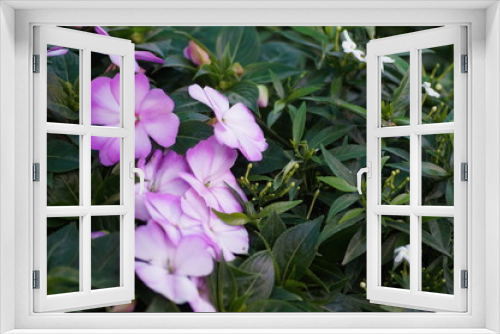 Fototapeta Naklejka Na Ścianę Okno 3D - pink flowers in the garden