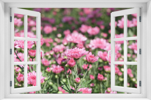Fototapeta Naklejka Na Ścianę Okno 3D - Beautiful blooming Pink chrysanthemum flower in garden