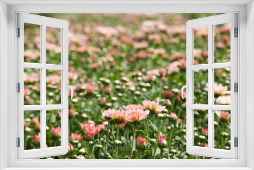 Fototapeta Naklejka Na Ścianę Okno 3D - Beautiful blooming Pink chrysanthemum flower in garden