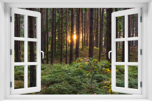 Fototapeta Naklejka Na Ścianę Okno 3D - Stems of a coniferous forest on a sunny morning