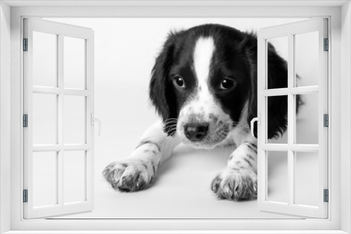Fototapeta Naklejka Na Ścianę Okno 3D - Beautiful puppy of a dog of a black-and-white color of a hunting breed 