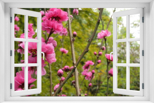 Fototapeta Naklejka Na Ścianę Okno 3D - Beautiful pink plum flowers in bloom in Japan