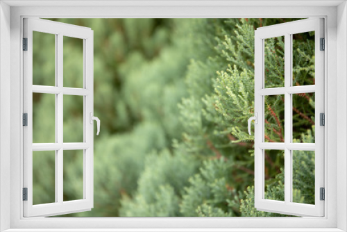 Fototapeta Naklejka Na Ścianę Okno 3D - Green leaf of pine tree background.