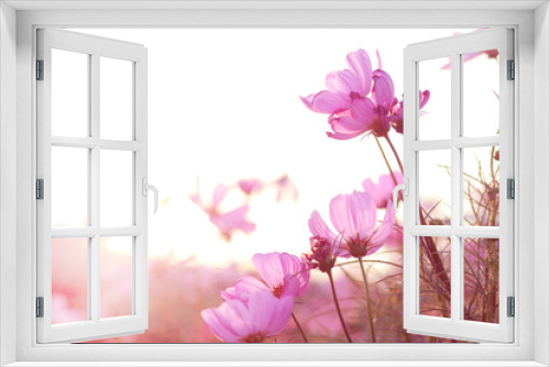 Fototapeta Naklejka Na Ścianę Okno 3D - The view of the bright pink flowers on a good day and the sunset In a hot atmosphere
