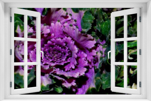Fototapeta Naklejka Na Ścianę Okno 3D - Pink Flower 