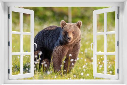 Fototapeta Naklejka Na Ścianę Okno 3D - Brown bear in a forest glade surrounded by white flowers. White Nights. Summer. Finland.