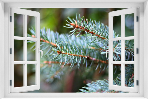 Fototapeta Naklejka Na Ścianę Okno 3D -  Creative mock up of christmas tree branch. The apartment was lying. Nature new year concept.