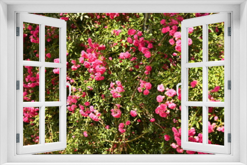 Fototapeta Naklejka Na Ścianę Okno 3D - Pink Flowers 4