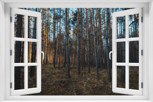Fototapeta Naklejka Na Ścianę Okno 3D - Pine Trees Forest Moody Image. Vintage Effect