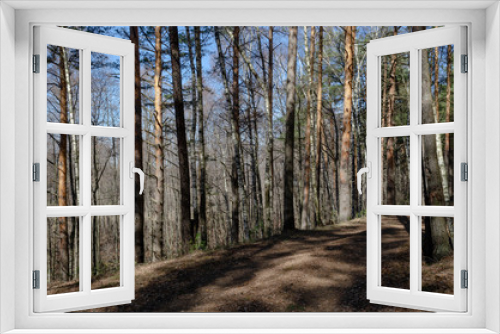 Fototapeta Naklejka Na Ścianę Okno 3D - Spring forest trees landscape. View forest background in spring forest