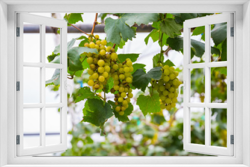 Fototapeta Naklejka Na Ścianę Okno 3D - Fresh green grapes on the tree