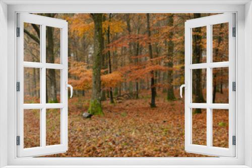 Fototapeta Naklejka Na Ścianę Okno 3D - autumn in the new forest hampshire