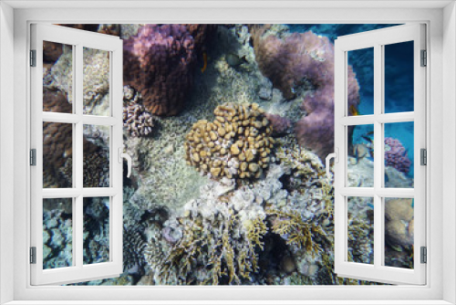 Fototapeta Naklejka Na Ścianę Okno 3D - the underwater world of the Red Sea, living corals. coral fish