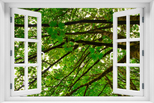 Fototapeta Naklejka Na Ścianę Okno 3D - 2019-07-23 MAPLE TREES IN PIONEER PARK MI