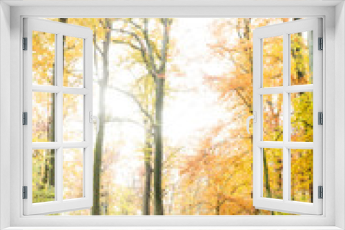 Fototapeta Naklejka Na Ścianę Okno 3D - Weg mit Parkbank im Herbst mit verfärbten Laub