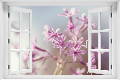 Fototapeta Naklejka Na Ścianę Okno 3D - Pink Tulbaghia flowers